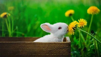 日本进入流感大流行期，已有几千人感染，“疫情很可能扩散至周边国家”