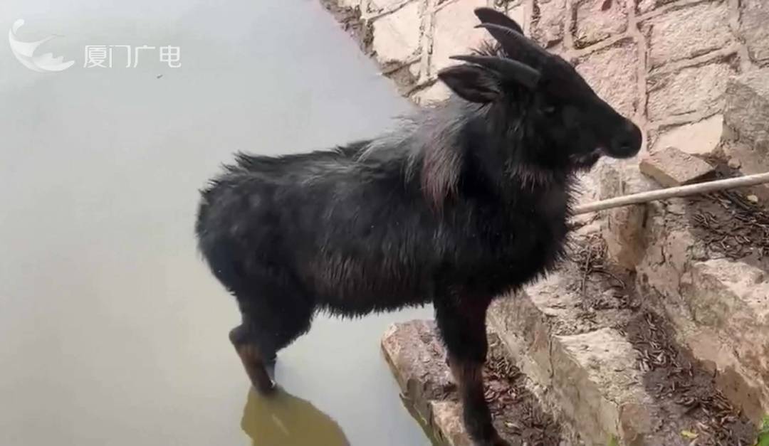 首次在厦门被观测记录！神秘的它突然现身，在同安一处池塘……
