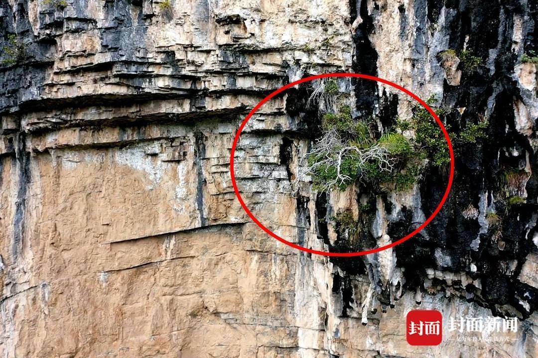 还魂草“复活”、崖柏成林、阳鱼穿溪!巴山大峡谷藏了多少宝藏?