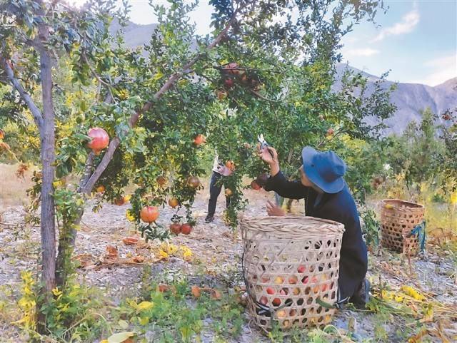 红石榴点亮高原秋
