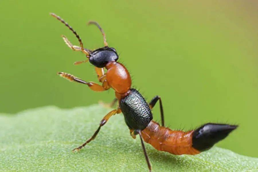 千万不要拍!近期“飞行的硫酸”活跃,有人差点“毁容”