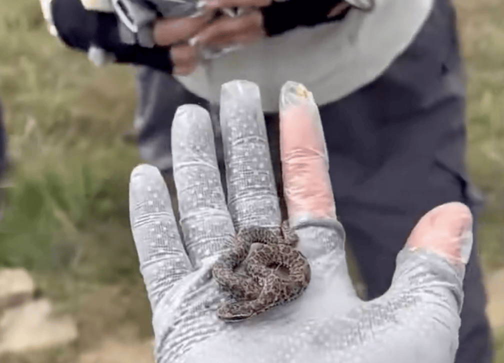 后怕!驴友爬山捡到幼蛇轮流抚摸,专家:有剧毒