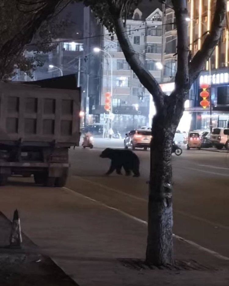 黑熊闯闹市被击毙，为何不用麻醉枪？专家回应