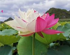大洒币(大洒币是什么意思)